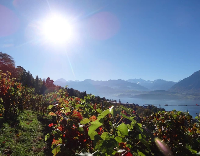 hilterfingen-rebbau-sonnenschein-sommer-thunersee