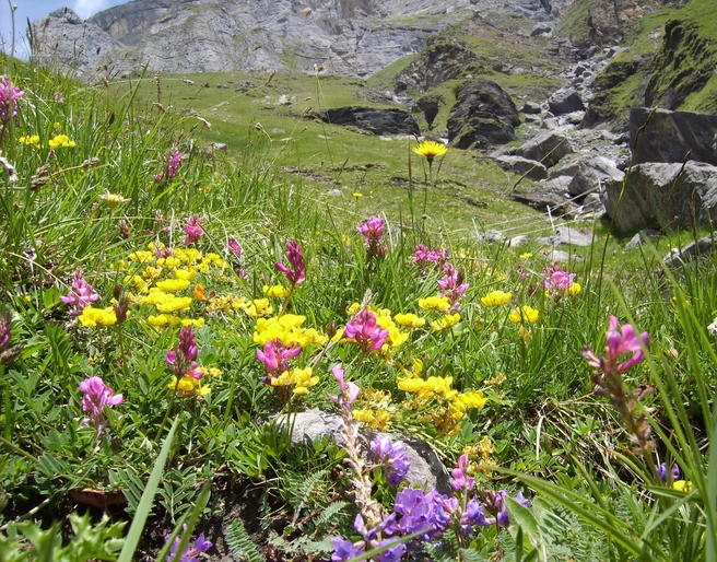 aeschi-suldtal-botanische-exkursionen-blumen-sommer