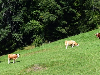 beatenberg-stallvisite-kuhwiese-bauernhof-sommer