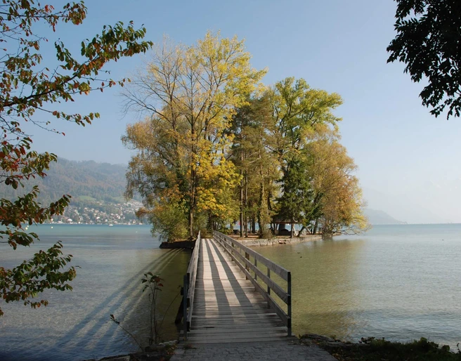thun-grunder-inseli-sommer-baum