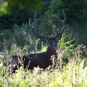 habkern-baerg-wild-landschaftstouren-wildbeobachtung-natur