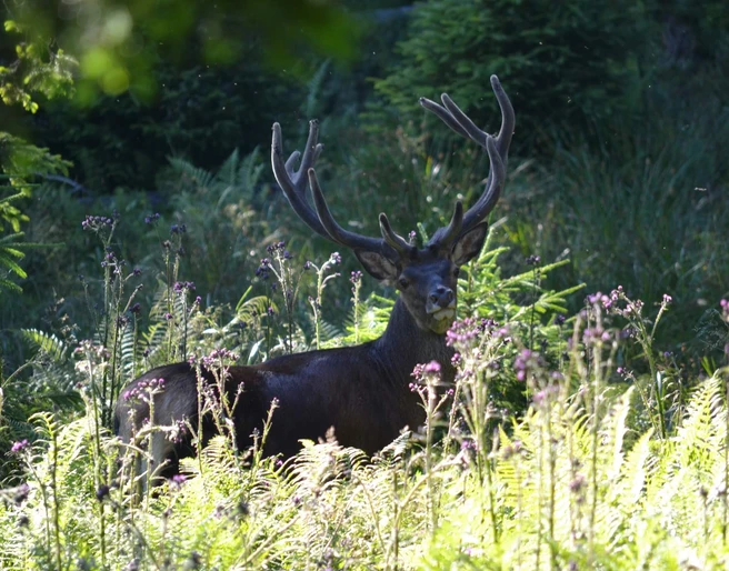 habkern-baerg-wild-landschaftstouren-wildbeobachtung-natur