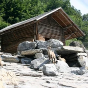 interlaken-alpenwildpark-sommer-tiere
