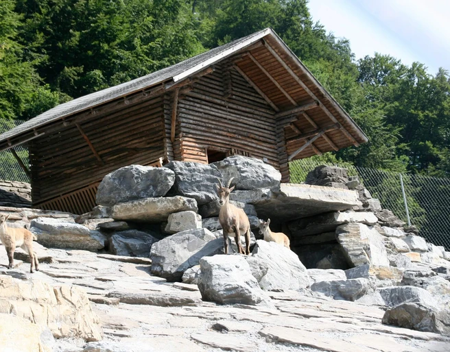 interlaken-alpenwildpark-sommer-tiere