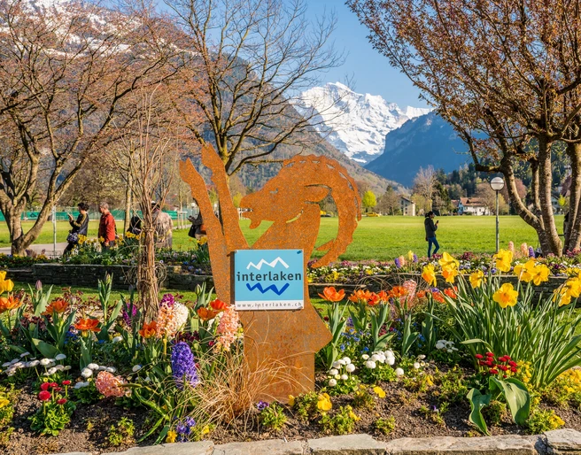 interlaken-hoeheweg-steinbock-fruehling-jungfrau