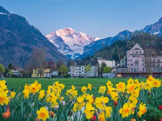 photo-tours-interlaken-sommer-blumen-hoehematte