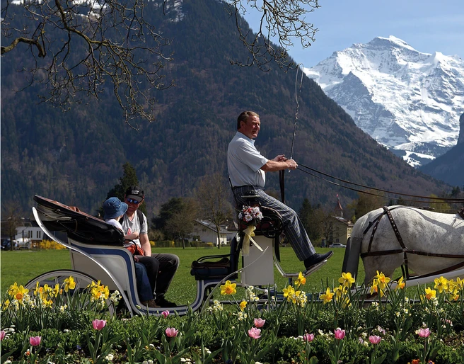 interlaken-reitschule-voegeli-pferde-kutsche-blumen