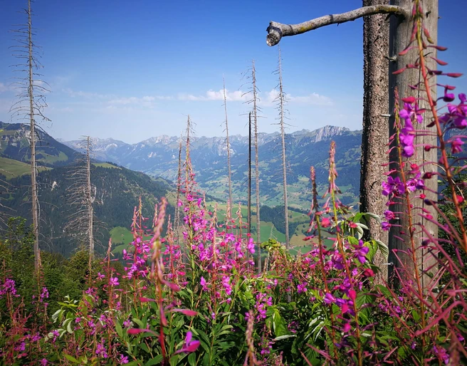 View of Diemtigen and the Simmental Valley