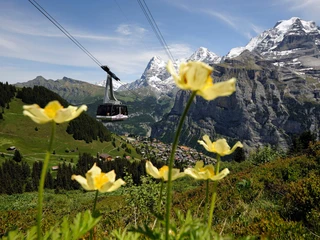 schilthorn-seilbahn-blumen