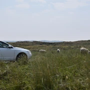 Parken wo die Schafe grasen
