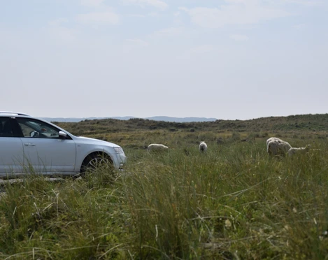 Parken wo die Schafe grasen