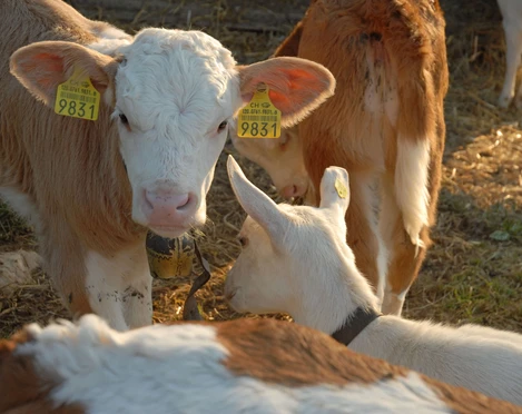 Little calves and goats on the farm