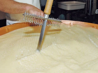 Le fromager coupe le caillé avec sa harpe