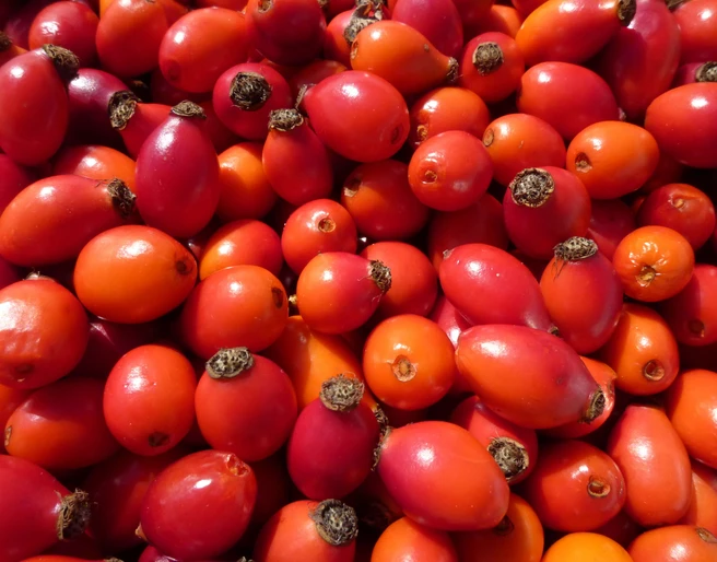 Magnifique récolte d'églantines