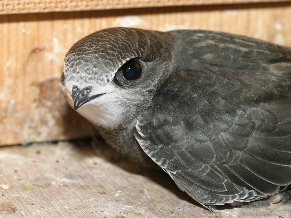Young common swift before take-off