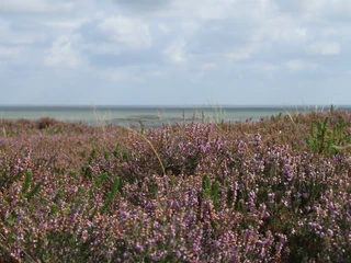 Blütenmeer in der Braderuper Heide