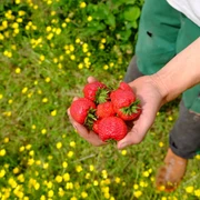 Erdbeerparadies