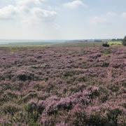 Blick auf die Braderuper Heide in Kampen
