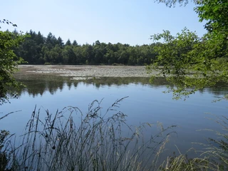 Drakamp See Drakamp See bietet eine ruhige und idyllische Naturkulisse mit spiegelndem Wasser und dichter Waldvegetation.