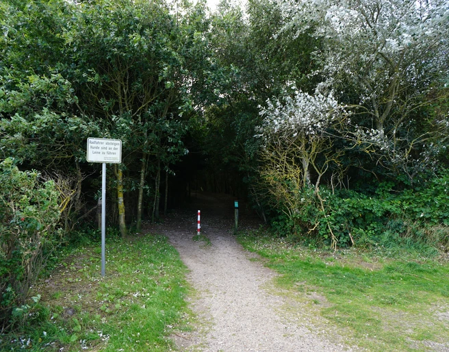 Wald am Campingplatz in Kampen