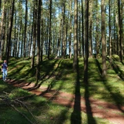 Wanderung durch die Loruper Osterntannen