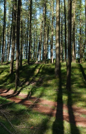 Wanderung durch die Loruper Osterntannen