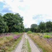 Wacholderhain Börger