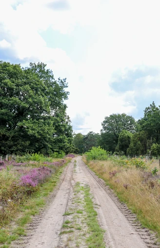 Wacholderhain Börger