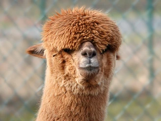 Landwirtschaftliche Route_Lüken_Alpakas