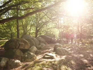 Hühnengräberstraße des Hümmling