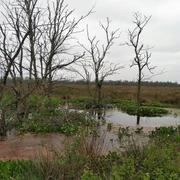 Offenbütteler Moor