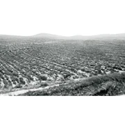 Heidberg im Kreisforst