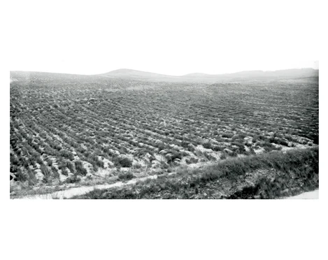 Heidberg im Kreisforst