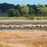 Dellstedter Moor