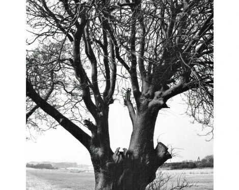 Alte Linde in der Tellingstedter Feldmark