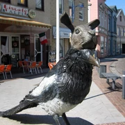 Elster mit der Hasenmaske