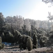 borsteler-schweiz-im-winter Ein schneebedeckter Wald erhebt sich majestätisch unter blauem Himmel in der Borsteler Schweiz.