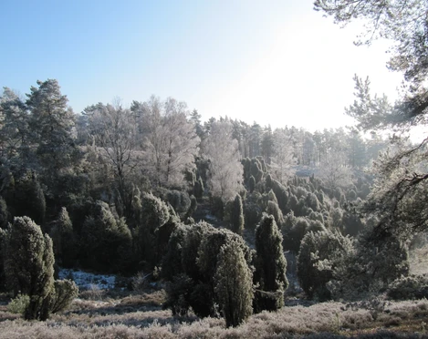 borsteler-schweiz-im-winter Ein schneebedeckter Wald erhebt sich majestätisch unter blauem Himmel in der Borsteler Schweiz.