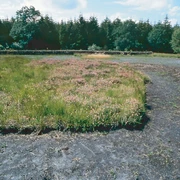 Landschaftliches Hochmoor
