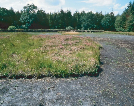 Landschaftliches Hochmoor
