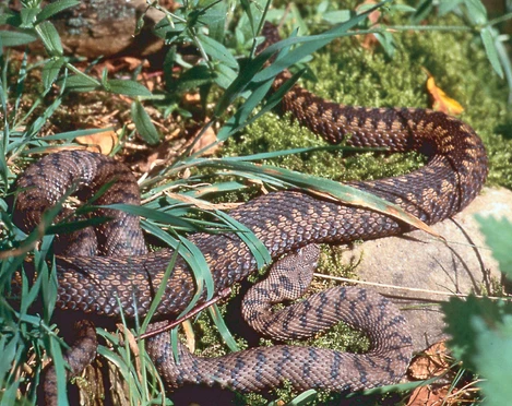 Landschaftliches Hochmoor