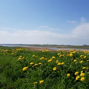 Wollersum