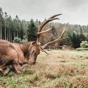 Wildgehege Sankenbach