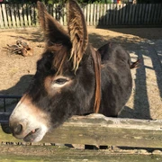 Esel im Tierpark
