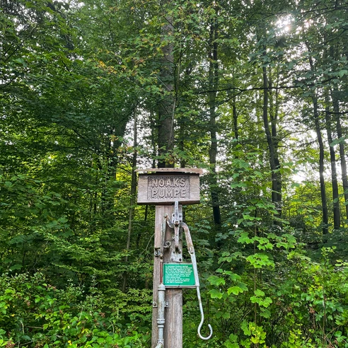 Foto Noaks Pumpe.jpeg Ein bewaldeter Bereich mit einer handbetriebenen Wasserpumpe aus Holz, umgeben von dichtem Grün.