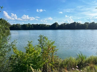 Ein ruhiger See mit umgebenden Bäumen, darunter blühende Wildpflanzen unter einem klaren Himmel.