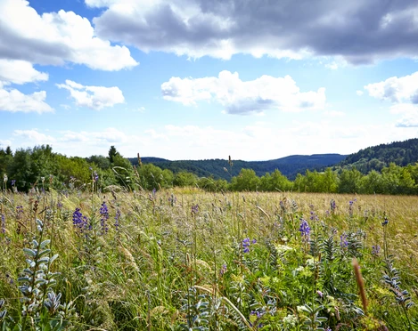 Bergwiesenportal Hohegeiß