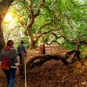Süntelbuchen Führung