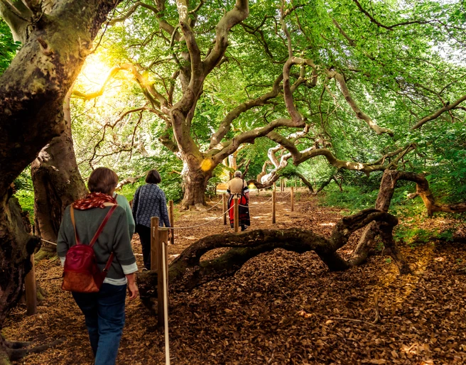 Süntelbuchen Führung