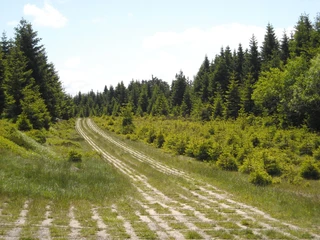 Harzer Grenzweg, Kolonnenweg